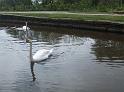 No 469 - Wrenbury swans